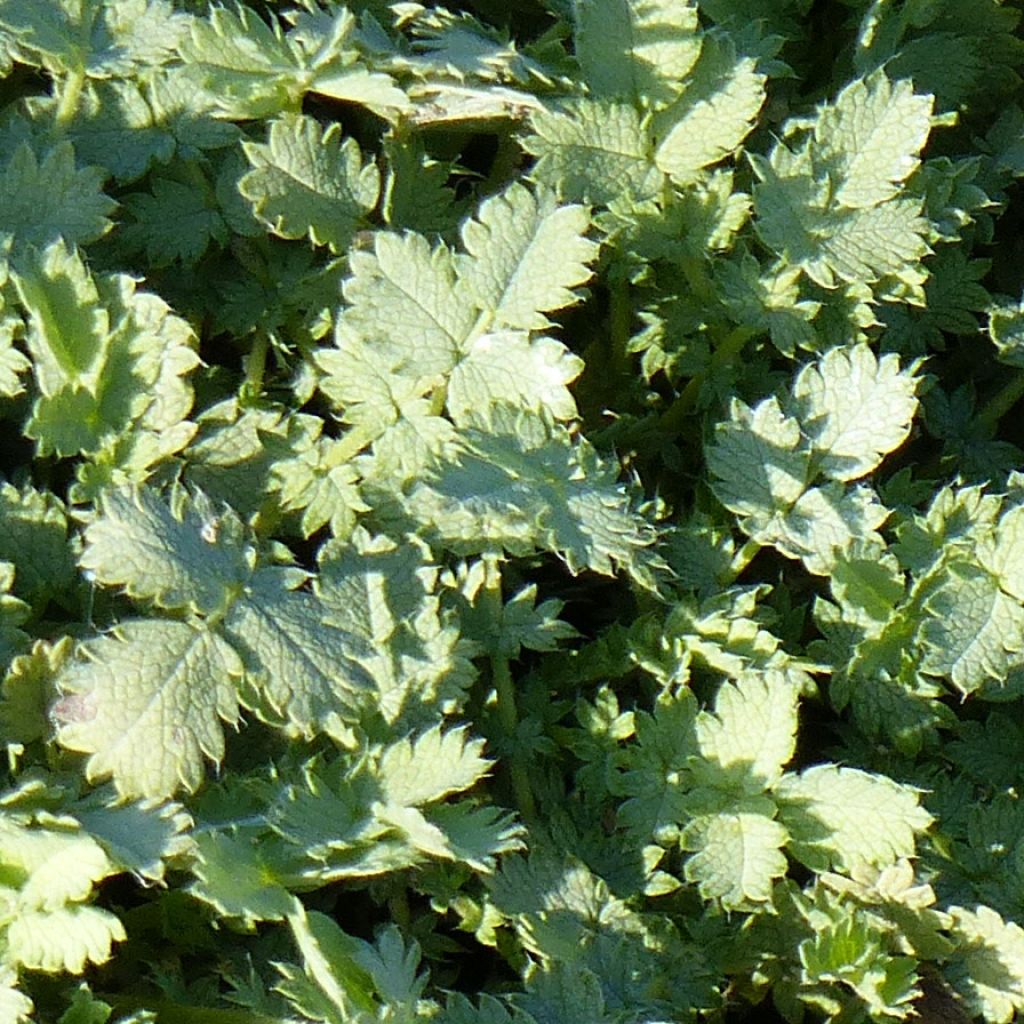 Acaena buchananii - Acéna de Buchan