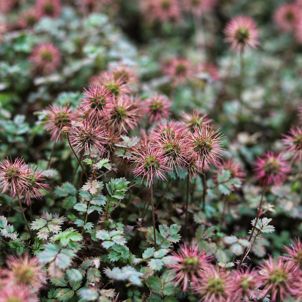 Acaena inermis Purpurea