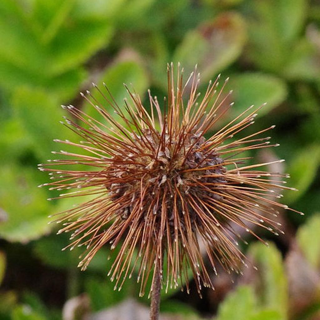 Acaena magellanica - Lampourde Magellan