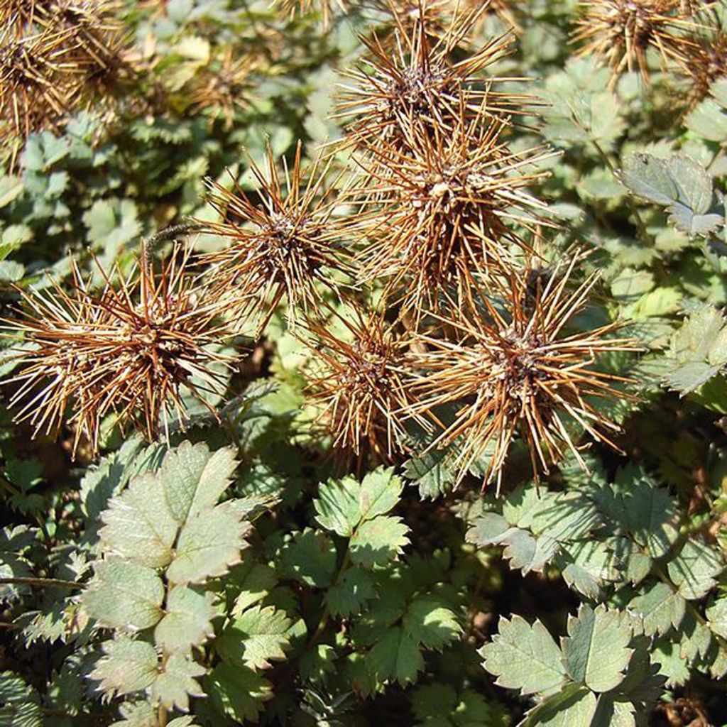 Acaena microphylla Dichte Matte - Lampourde à petites feuilles