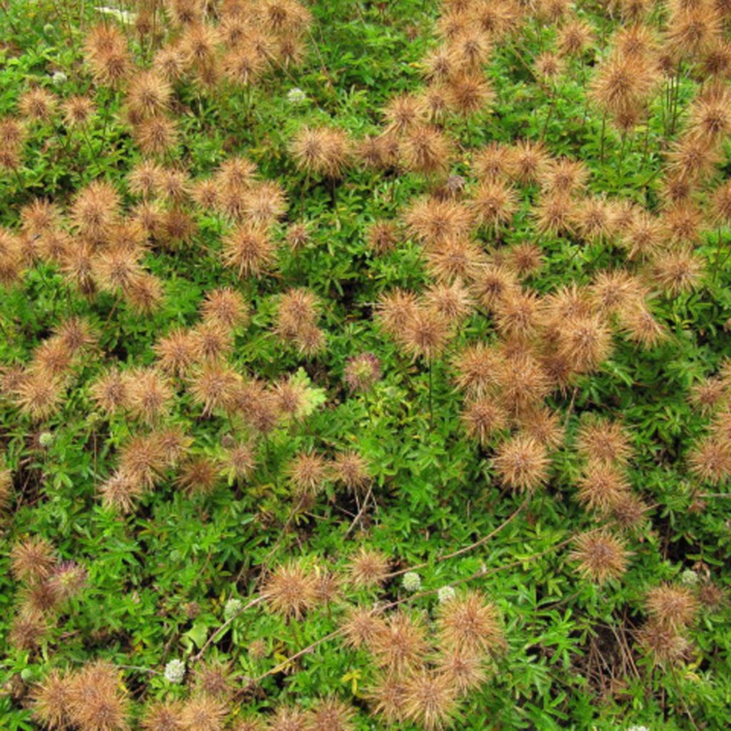 Acaena microphylla Dichte Matte - Lampourde à petites feuilles