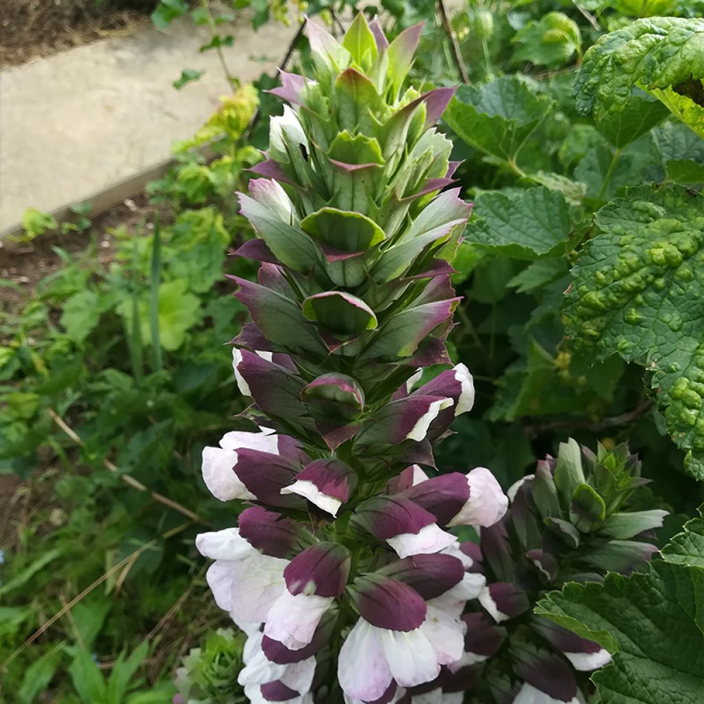 Acanthus hungaricus White Lips - Bear's Breech