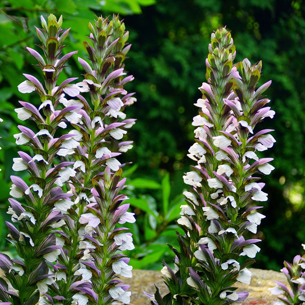 Acanthus Morning Candle - Bear's Breech