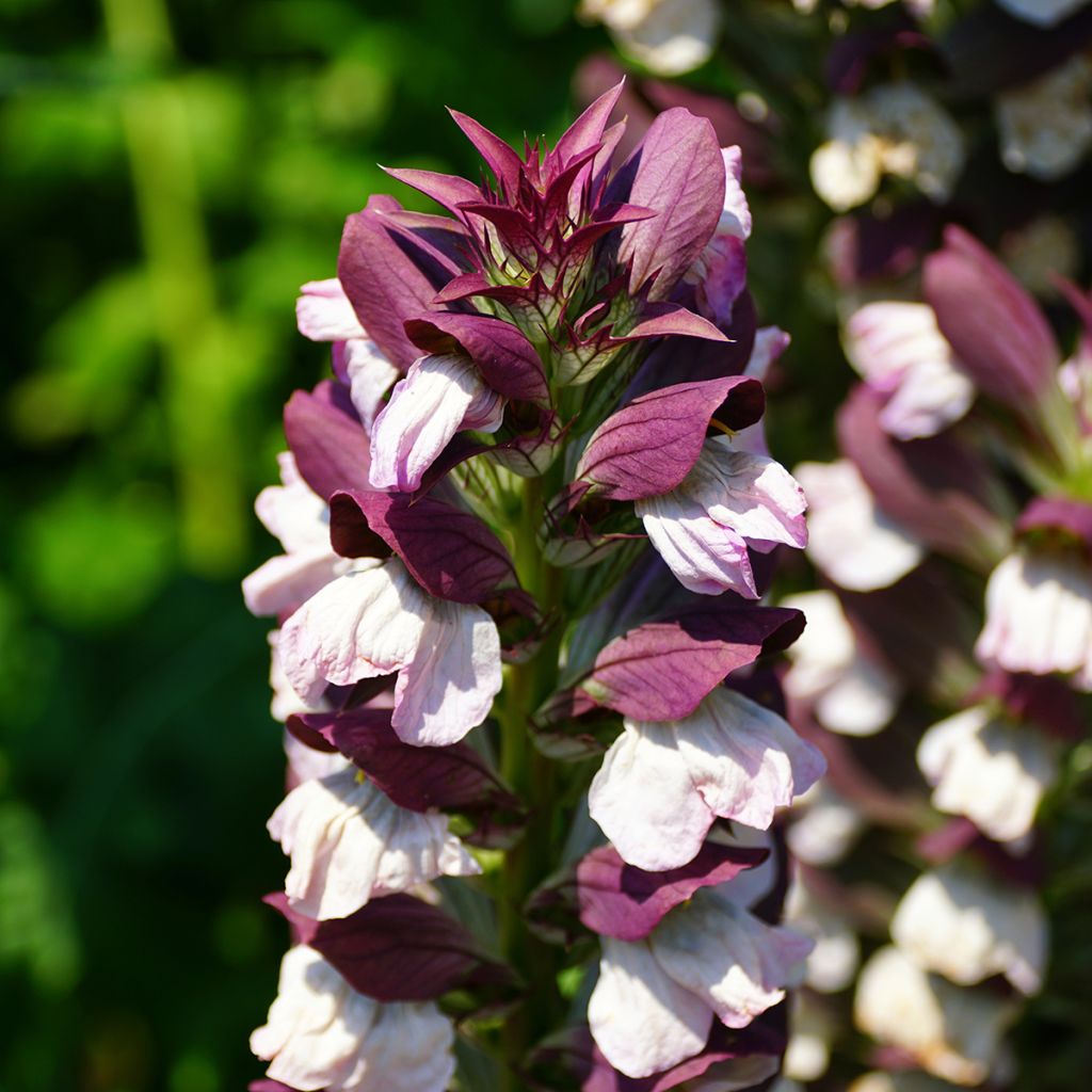 Acanthus Morning Candle - Bear's Breech