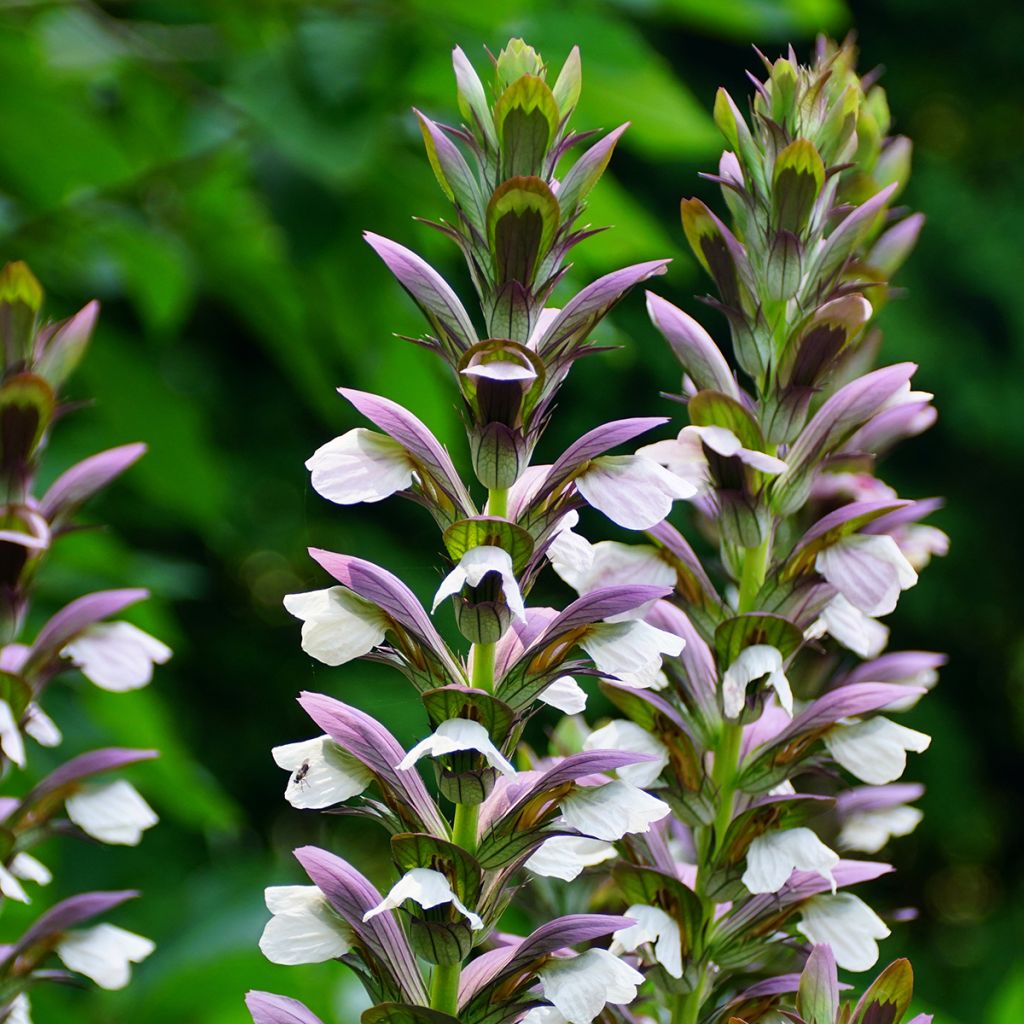 Acanthus Morning Candle - Bear's Breech