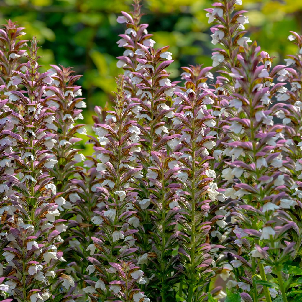 Acanthus spinosus - Bear's Breech