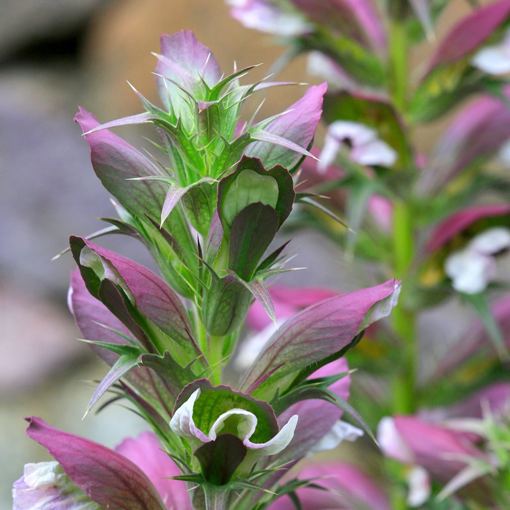 Acanthus spinosus - Bear's Breech