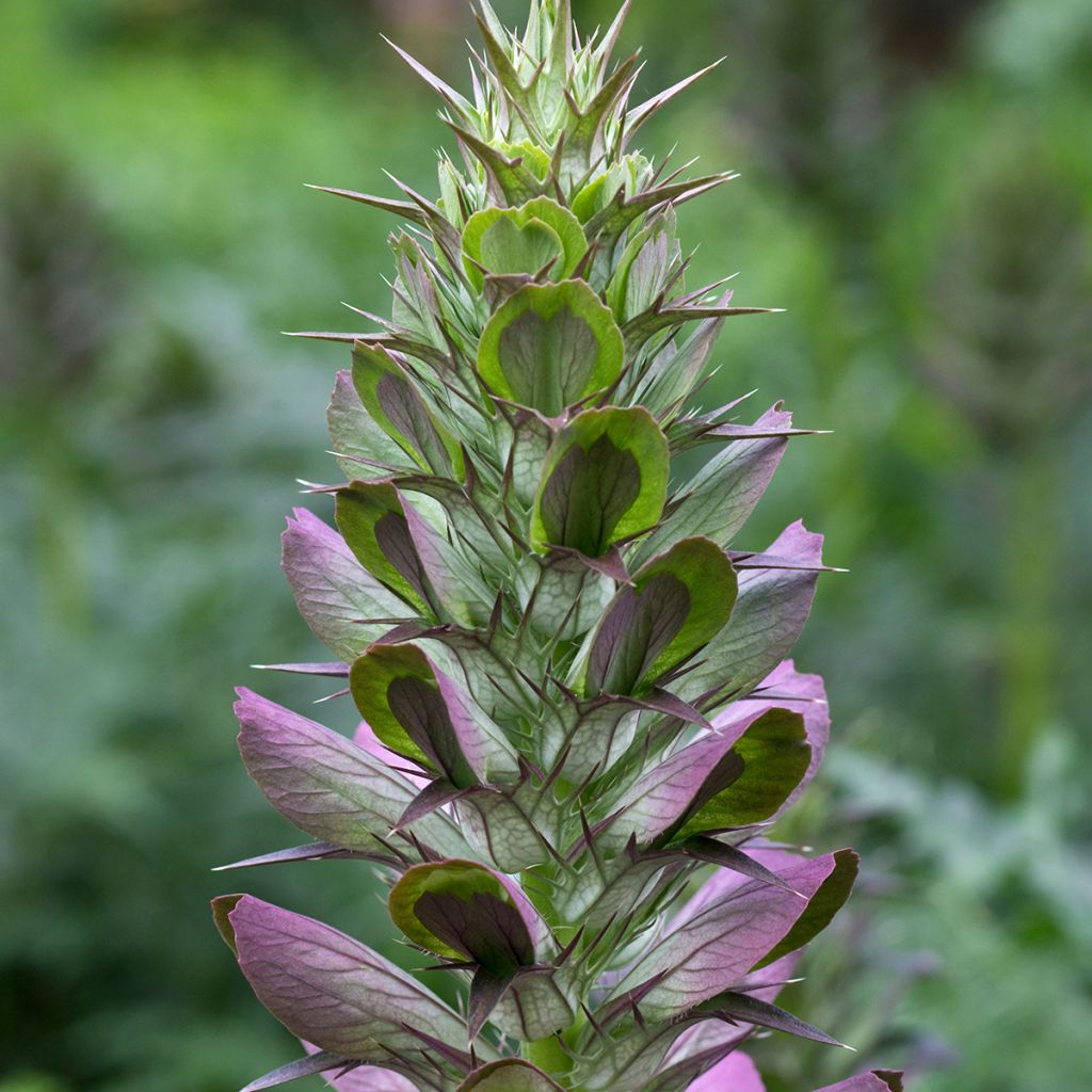 Acanthus spinosus - Bear's Breech