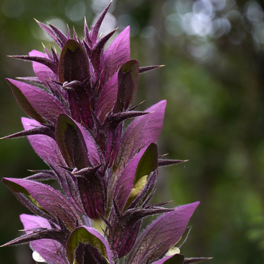 Acanthus spinosus - Bear's Breech