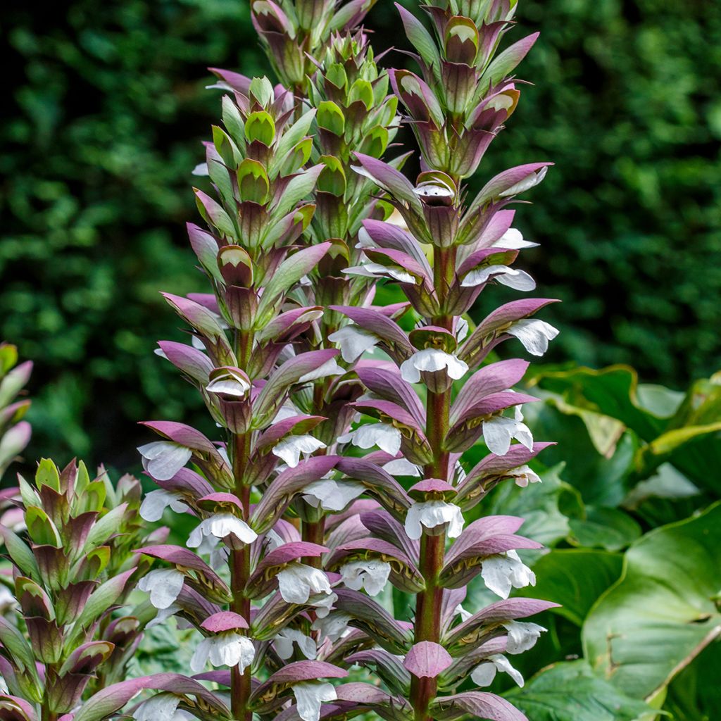 Acanthus spinosus - Bear's Breech