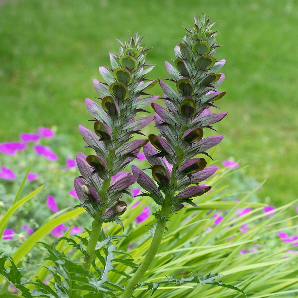 Acanthus spinosus - Bear's Breech