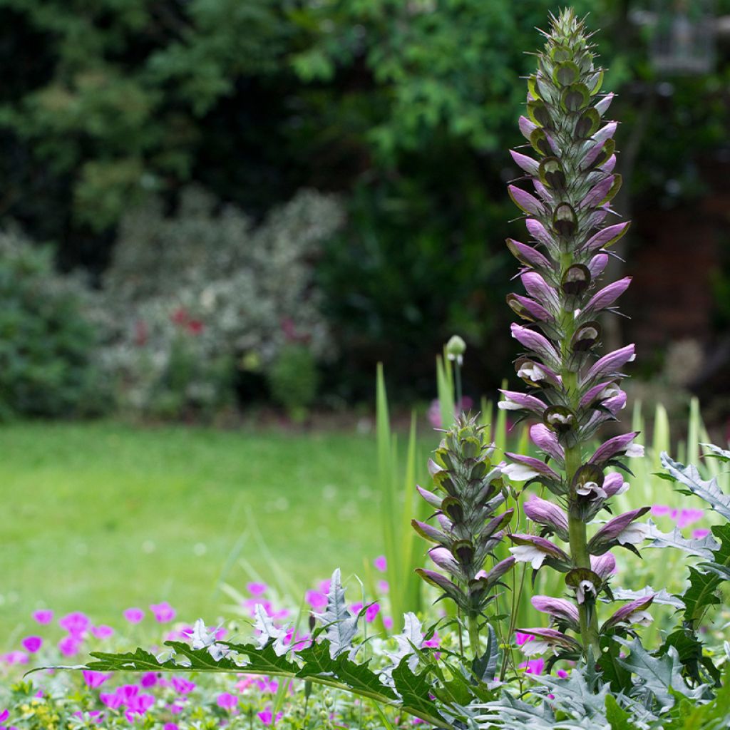 Acanthus spinosus - Bear's Breech