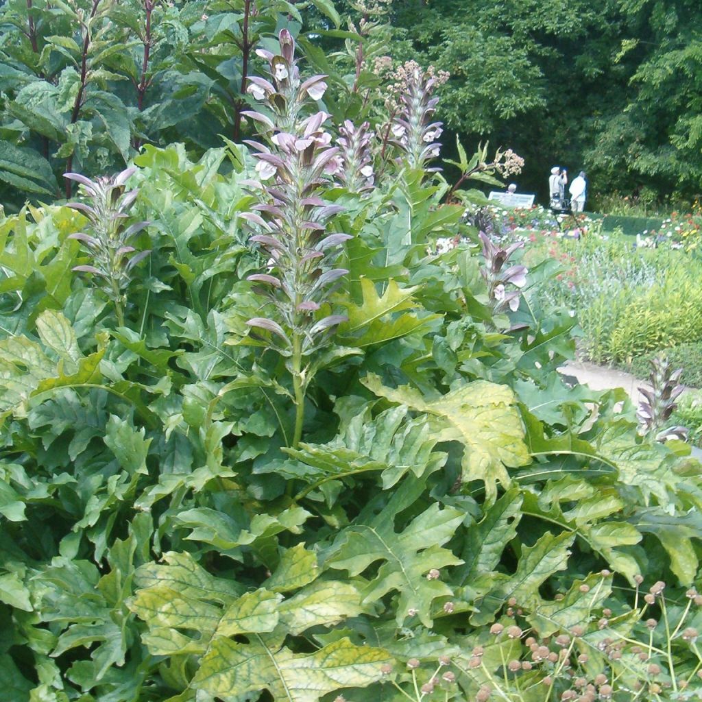 Acanthus hungaricus - Acanthe de hongrie