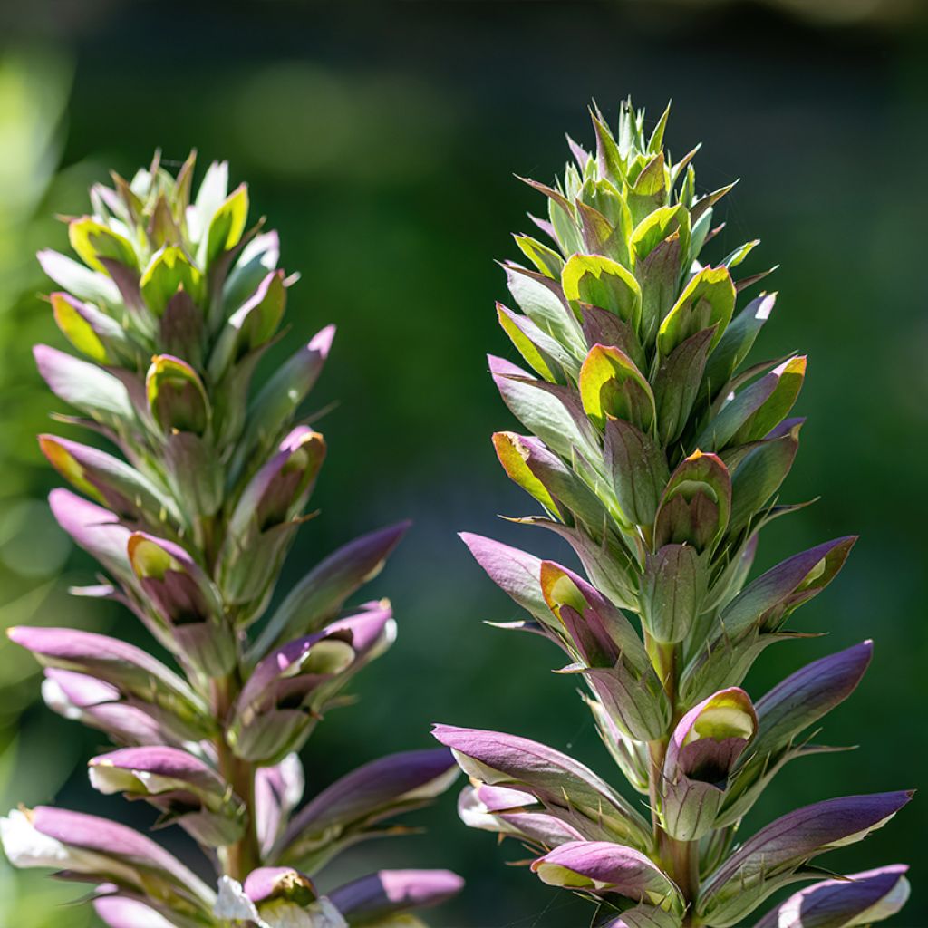 Acanthus hungaricus