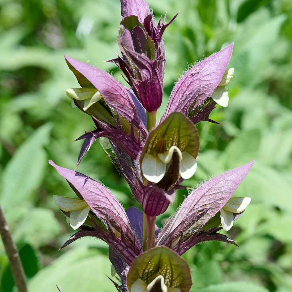 Acanthus hungaricus