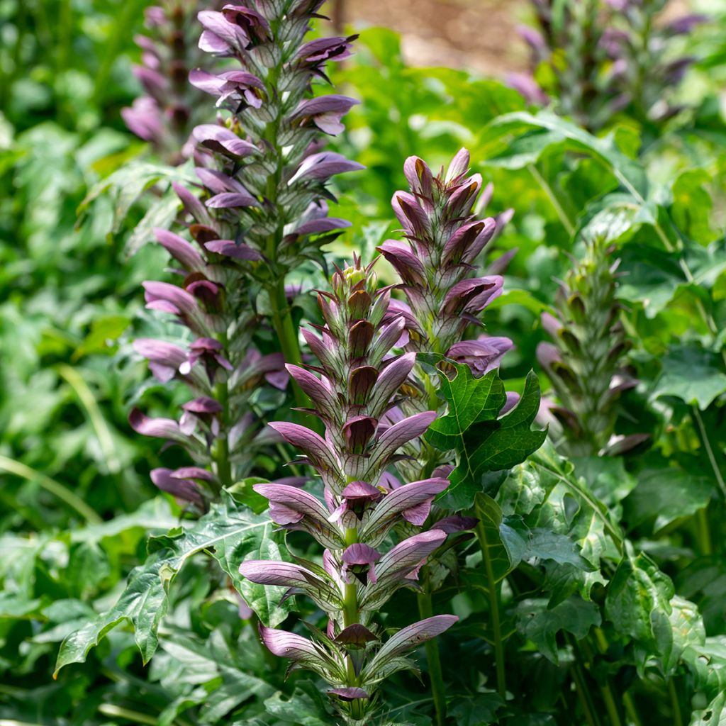 Acanthus mollis - Bear's Breech