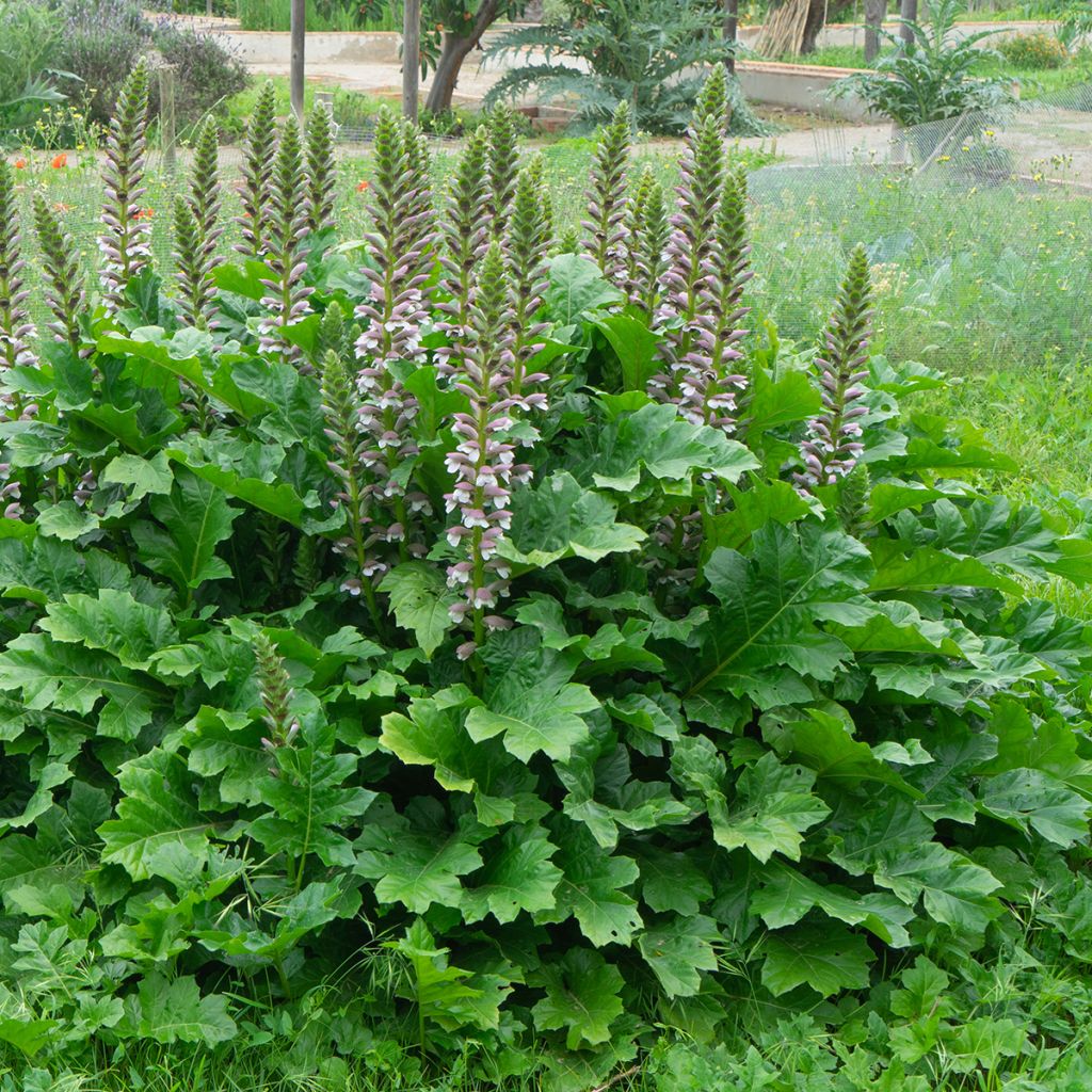 Acanthus mollis - Bear's Breech