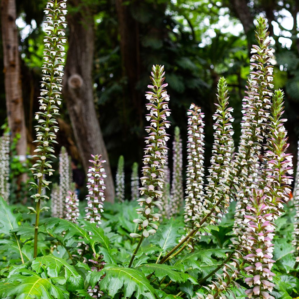 Acanthus mollis - Bear's Breech