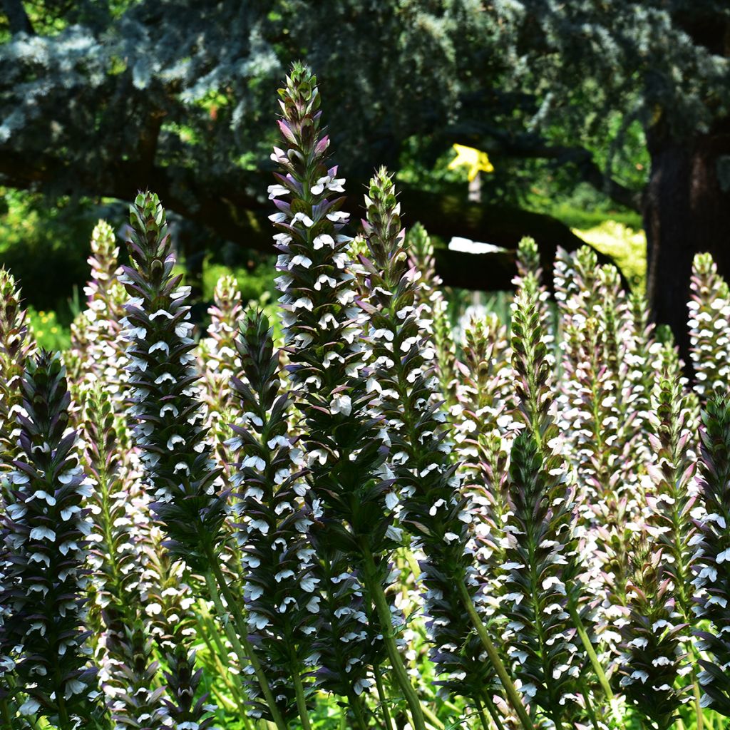 Acanthus mollis - Bear's Breech