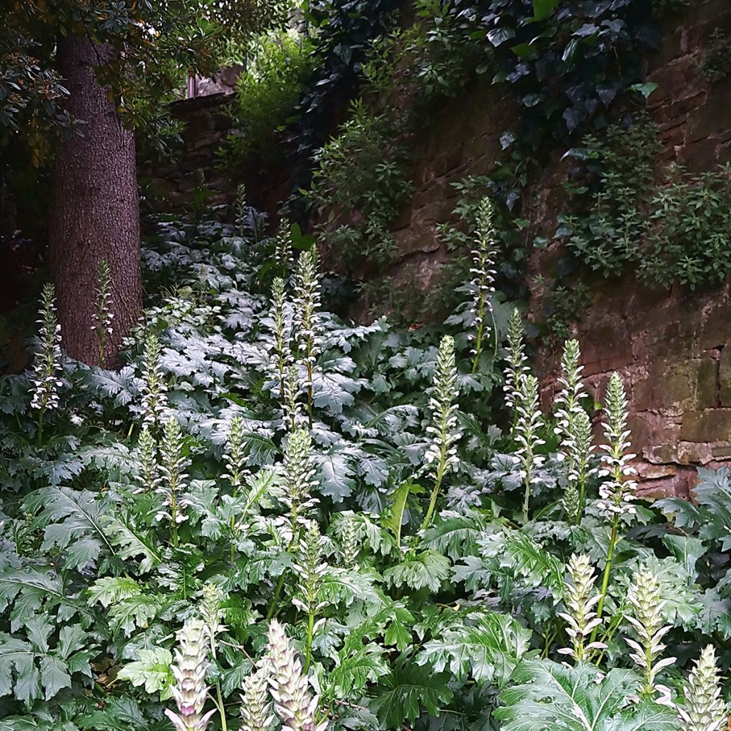 Acanthus mollis - Bear's Breech