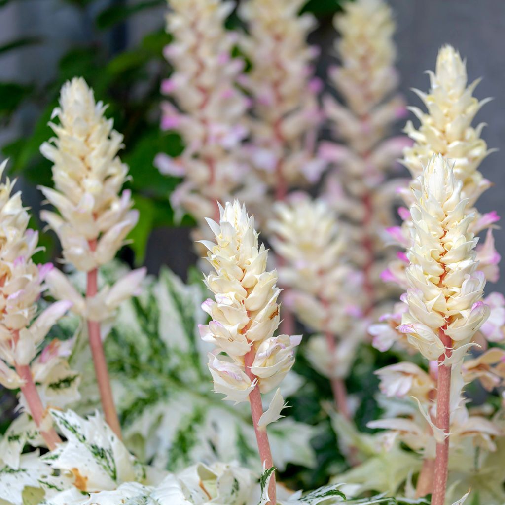 Acanthus mollis Tasmanian Angel - Bear's Breech