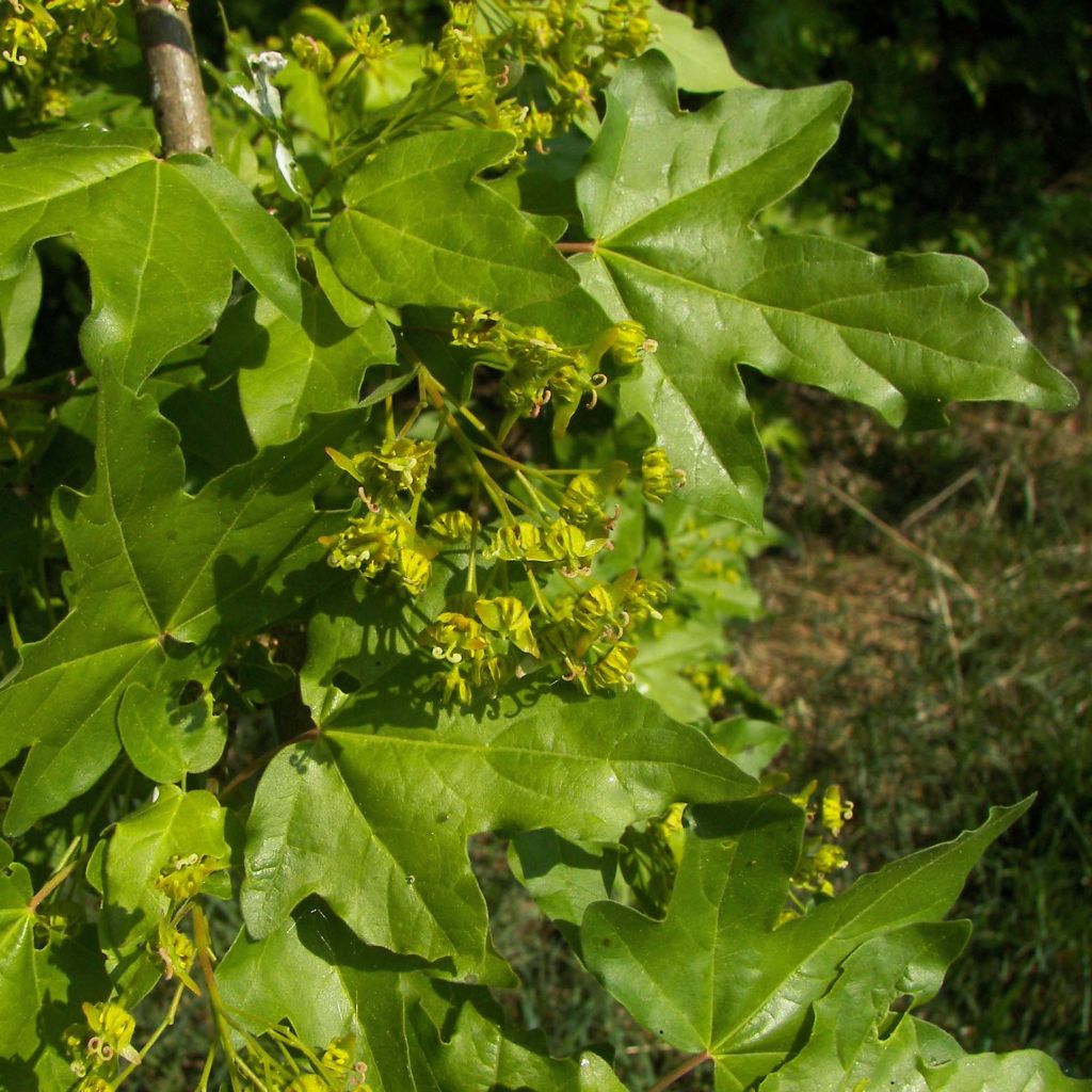 Erable champêtre - Acer campestre