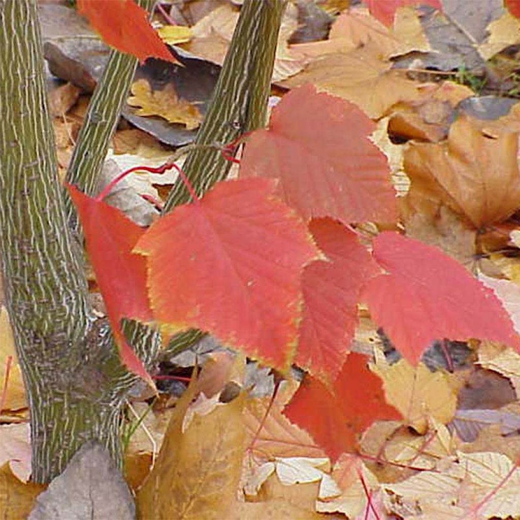 Acer capillipes - Maple
