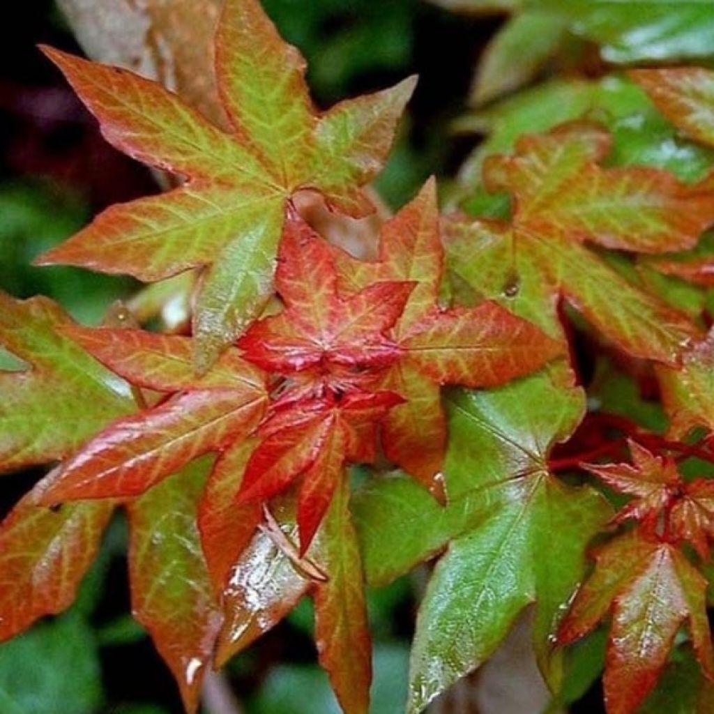 Acer cappadocicum Rubrum - Érable de Colchide rouge