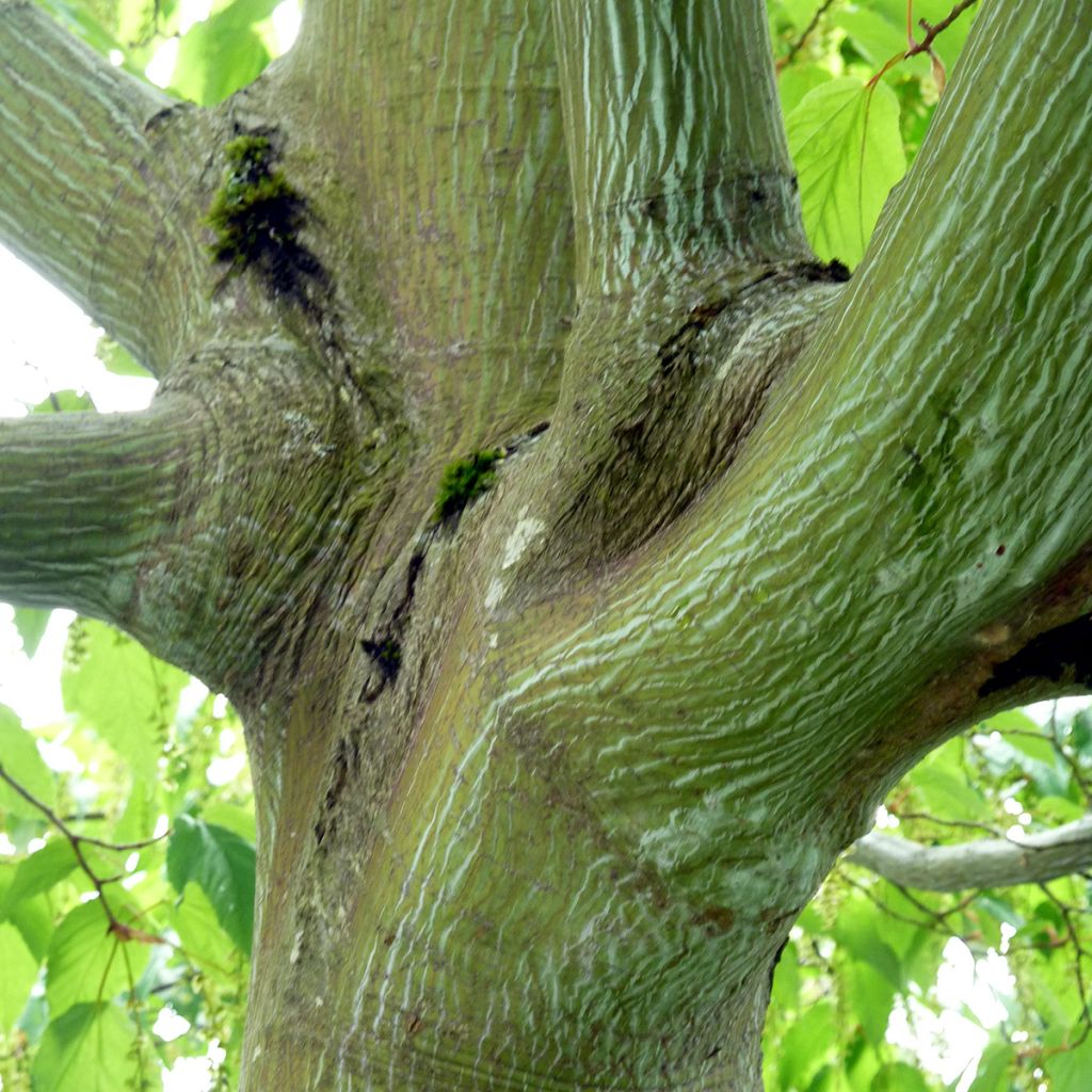 Acer conspicuum Silver Vine (Silver Vein) - Erable à peau de serpent