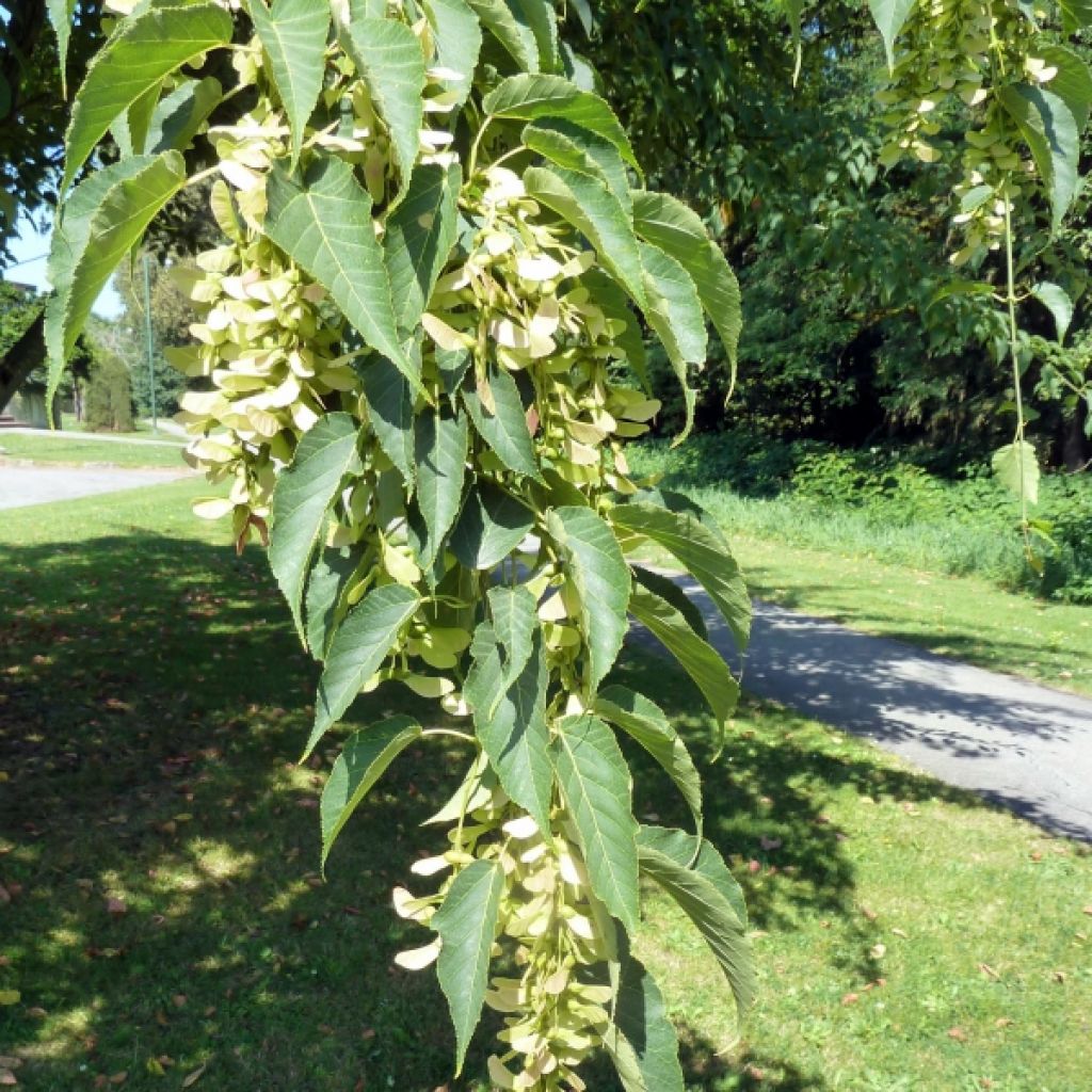 Acer davidii Serpentine - Maple