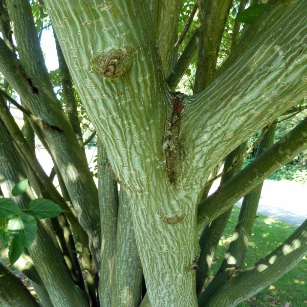 Acer davidii Serpentine - Maple
