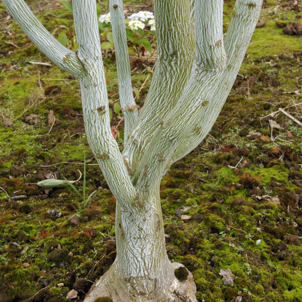 Acer davidii Viper