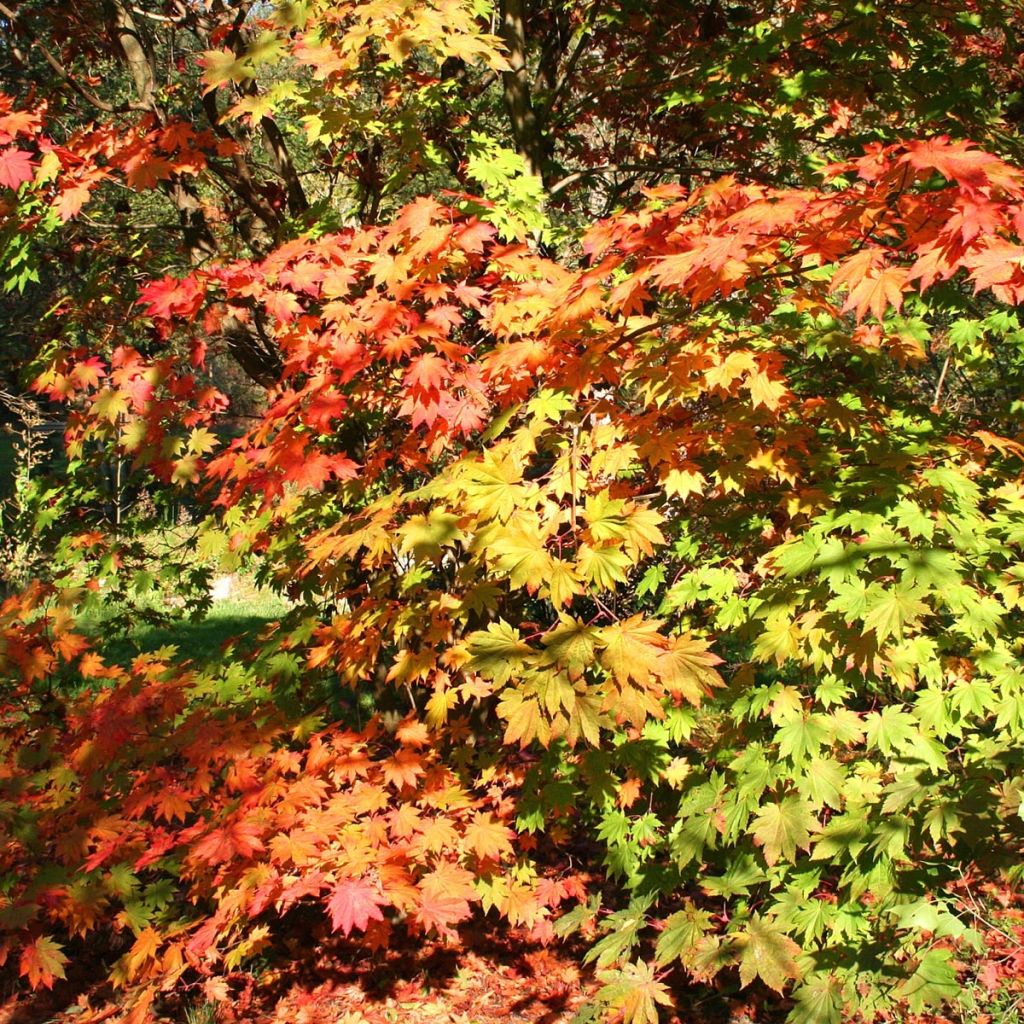 Érable du Japon - Acer japonicum Vitifolium en pot de 12L/15L