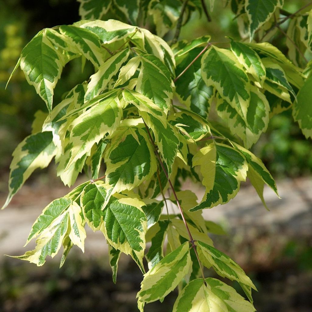 Érable à feuille de frêne panaché - Acer negundo Aureovariegatum