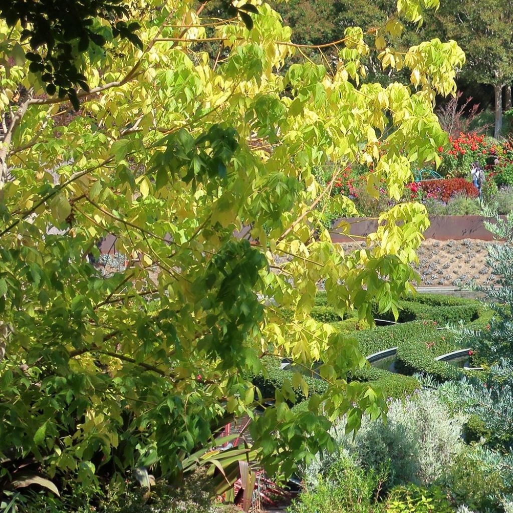 Acer negundo Kellys Gold - Maple