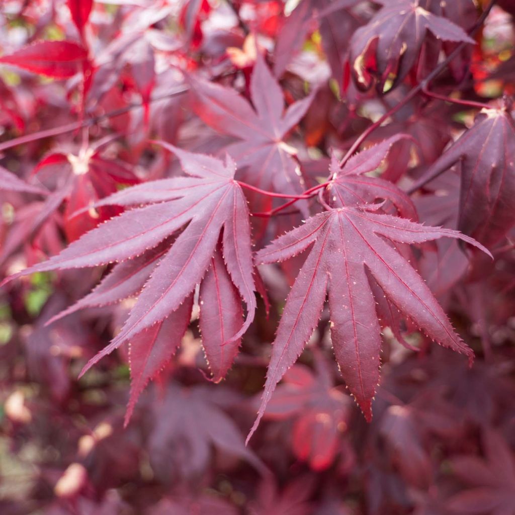 Acer palmatum Shindeshojo - Japanese Maple