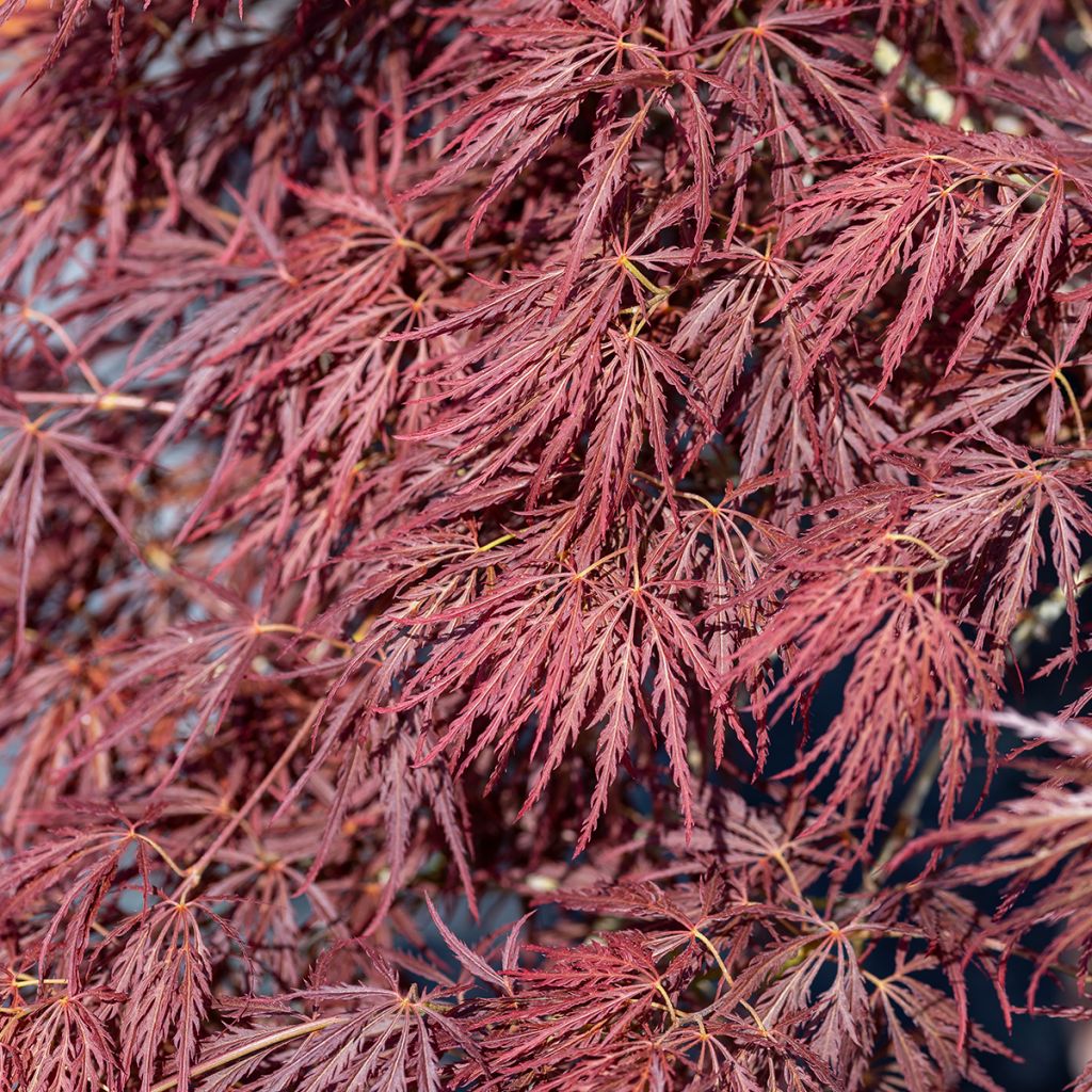 Acer palmatum Dissectum Ornatum - Japanese Maple