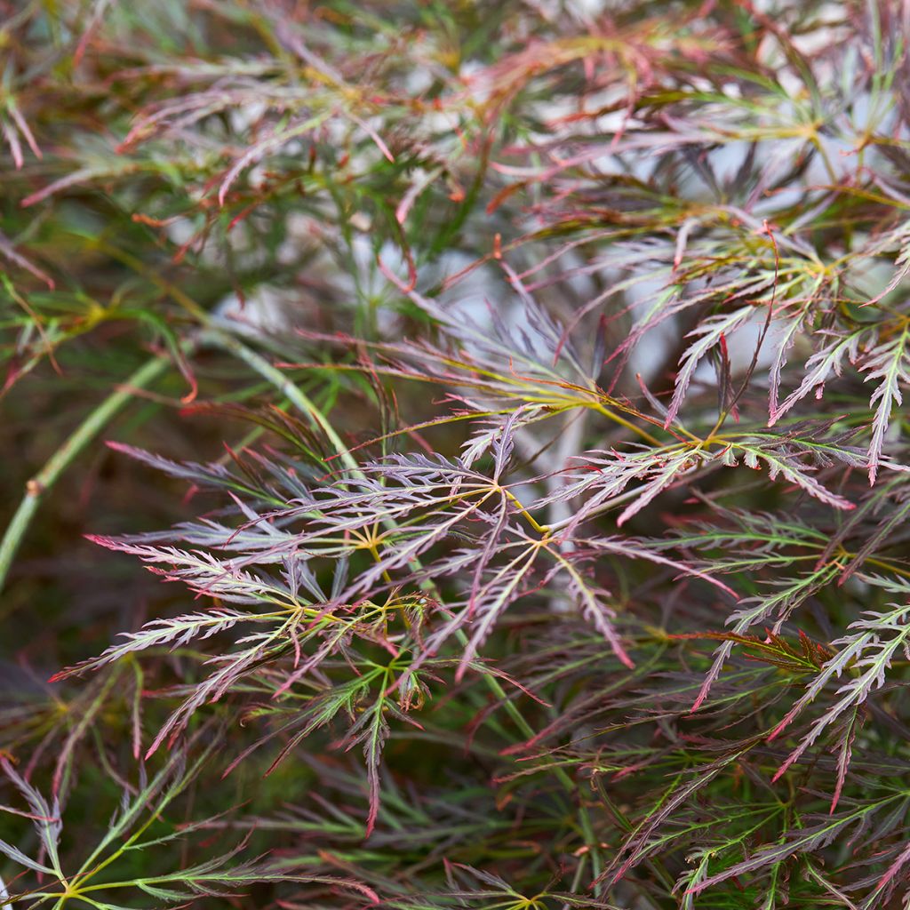 Acer palmatum Dissectum Ornatum - Japanese Maple