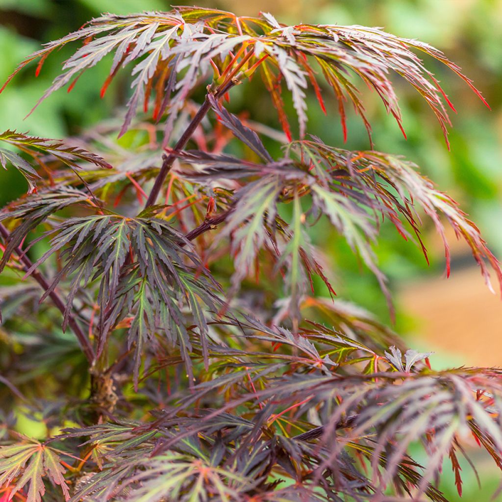 Acer palmatum Dissectum Ornatum - Japanese Maple