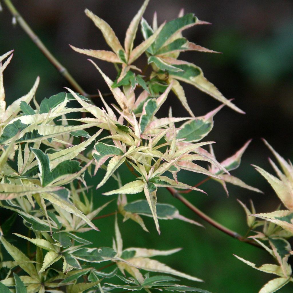 Acer palmatum Kagiri-nishiki - Japanese Maple