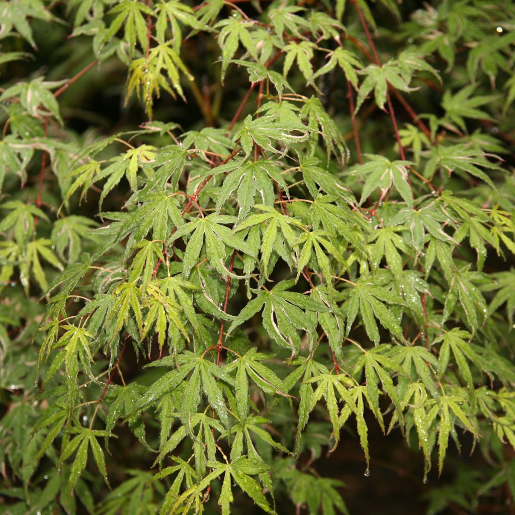 Acer palmatum Kagiri-nishiki - Japanese Maple
