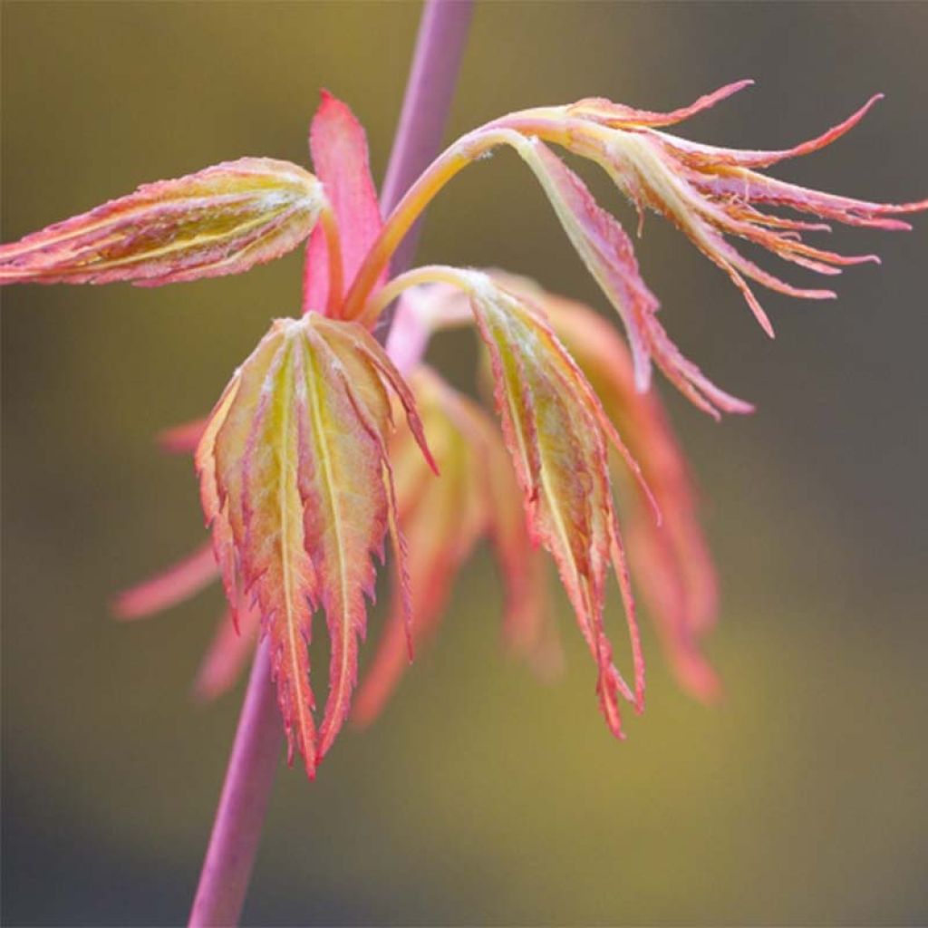 Acer palmatum Katsura - Japanese Maple