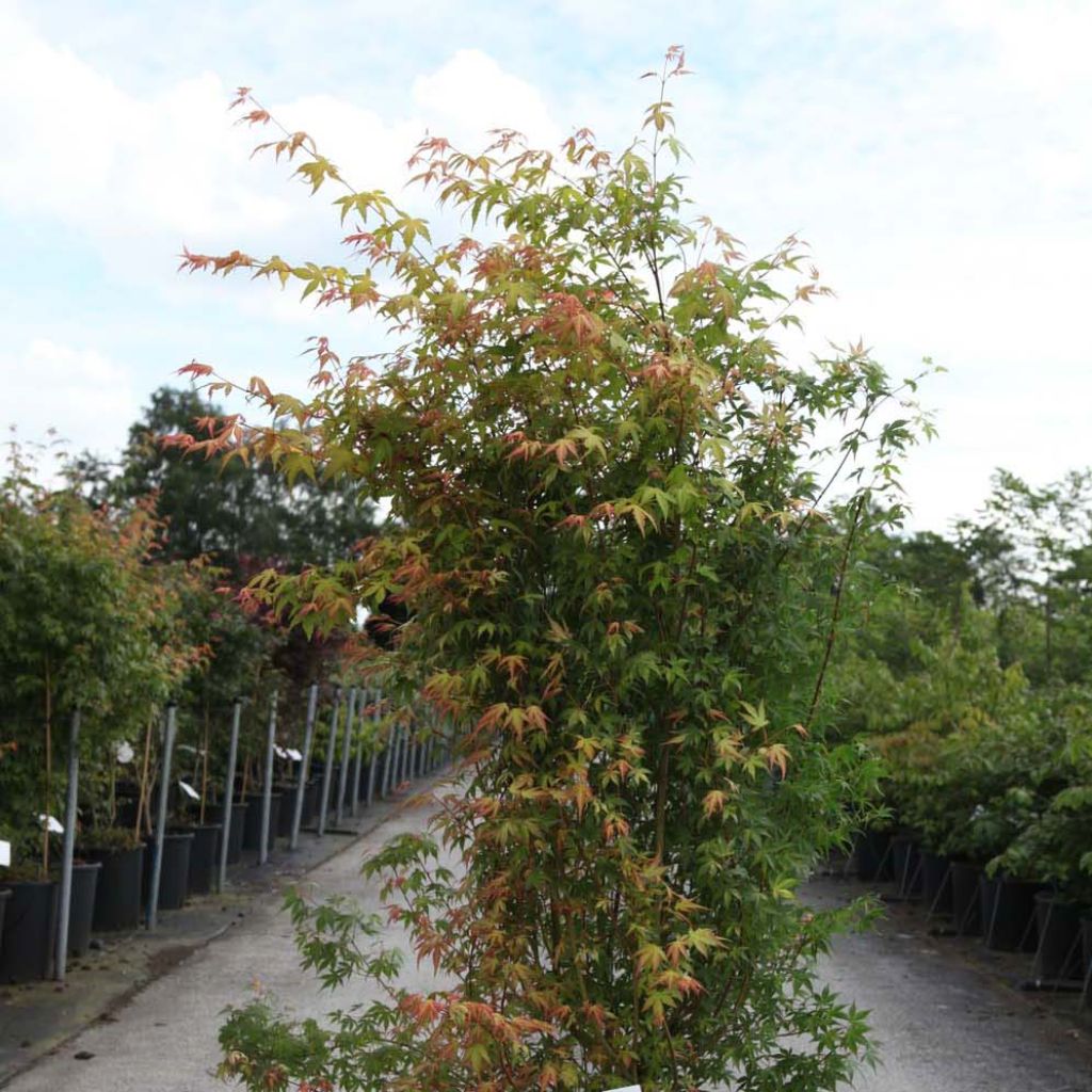 Acer palmatum Katsura - Japanese Maple