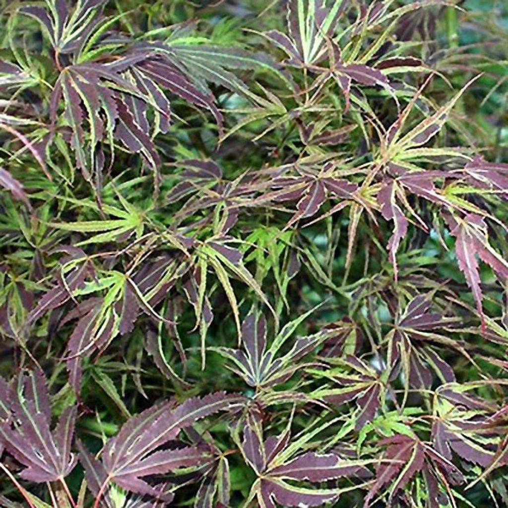 Érable du Japon Manyo-No-Sato - Acer palmatum