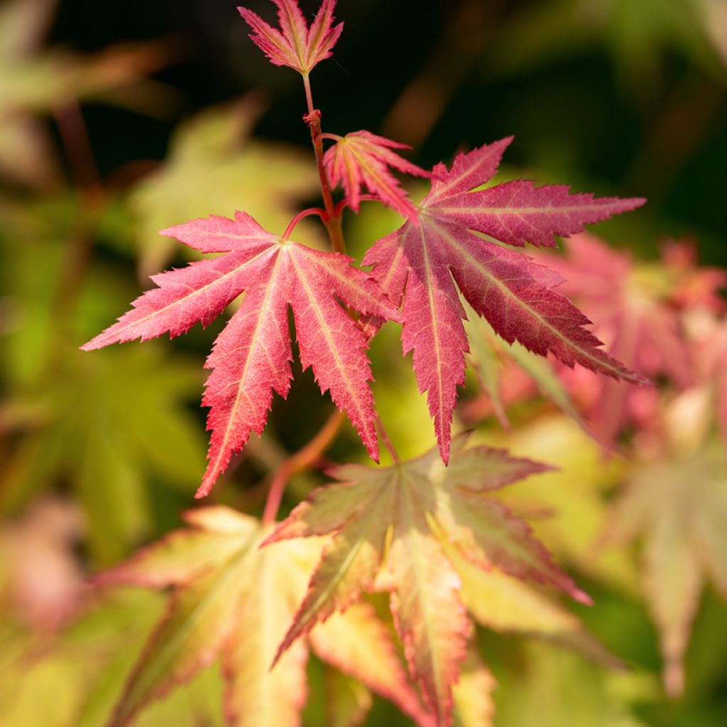 Acer palmatum Orange Dream - Japanese Maple
