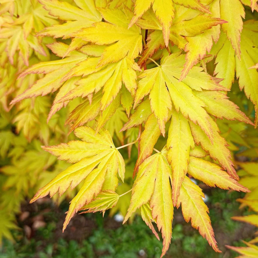 Acer palmatum Orange Dream