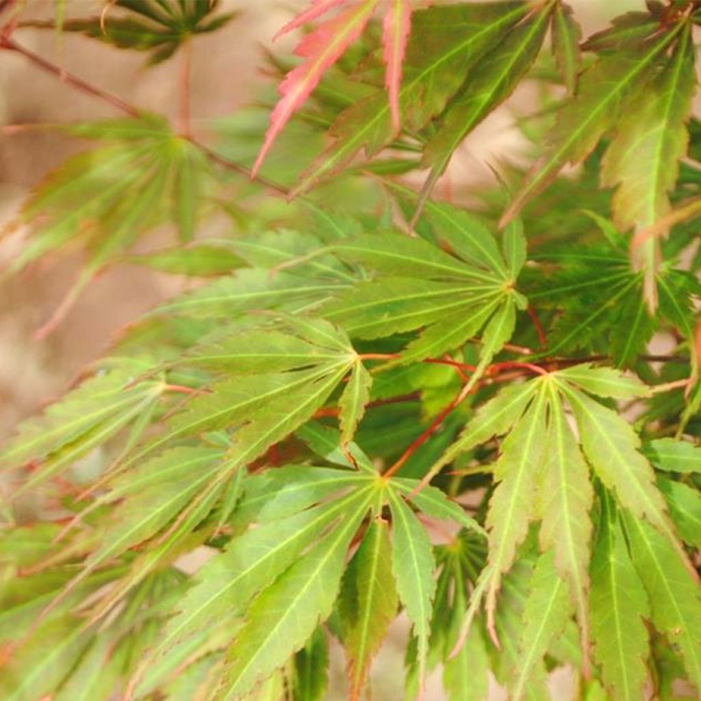 Érable du Japon - Acer palmatum Orange Flame