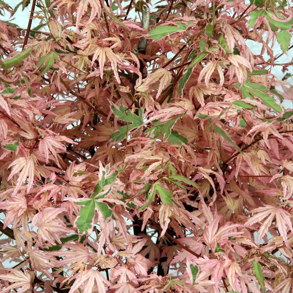 Érable du Japon Phoenix - Acer palmatum