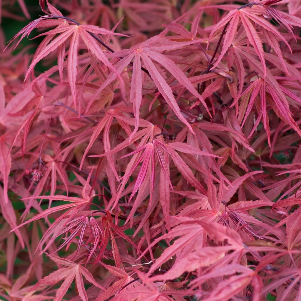 Acer palmatum (amoenum) Red Pygmy 