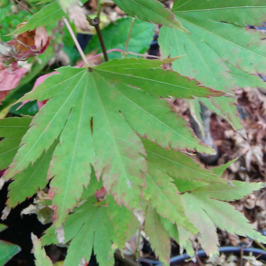 Erable du Japon - Acer palmatum Summer Gold